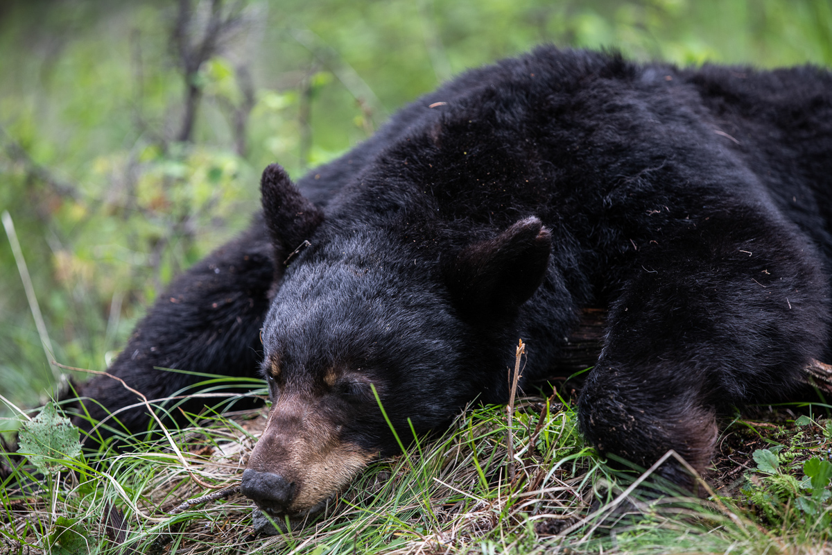 Spring Bear Why You Need to Consider Spot and Stalk Hunting